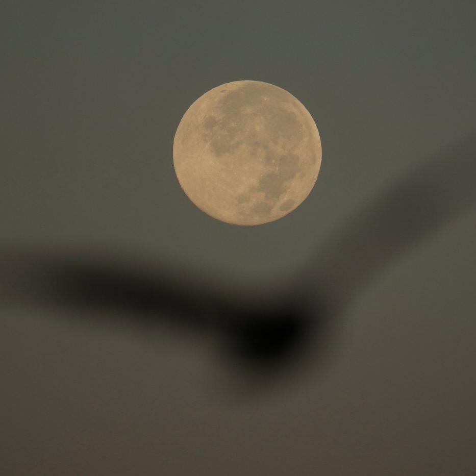 How to spot November's supermoon, the closest of the year